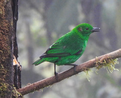 Chlorochrysa phoenicotis
