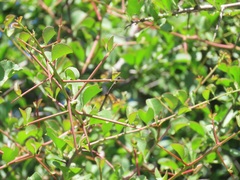 Gymnosporia maranguensis