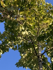 Camptotheca acuminata