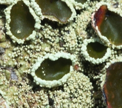 Xanthoparmelia tinctina