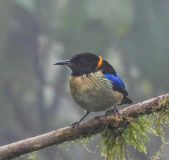 Iridophanes pulcherrimus