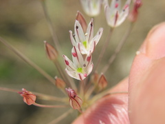 Allium inaequale