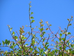 Gymnosporia maranguensis