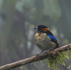 Iridophanes pulcherrimus