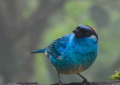 Chalcothraupis ruficervix