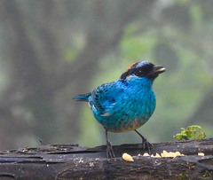 Chalcothraupis ruficervix