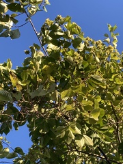 Camptotheca acuminata