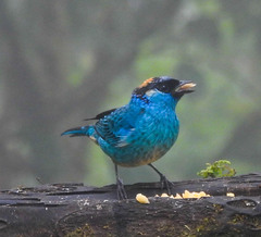 Chalcothraupis ruficervix