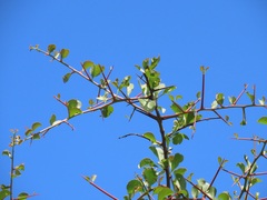 Gymnosporia maranguensis