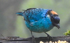 Chalcothraupis ruficervix