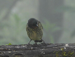 Ixothraupis rufigula