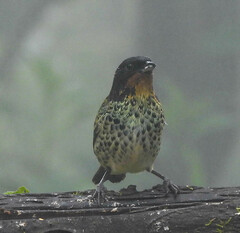 Ixothraupis rufigula