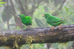 Chlorochrysa phoenicotis