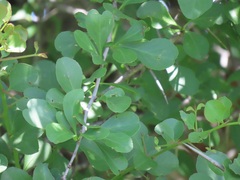 Gymnosporia maranguensis