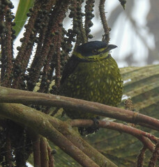 Ampelioides tschudii