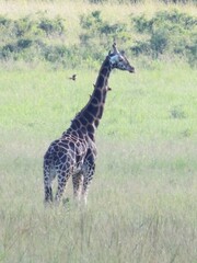 Giraffa camelopardalis rothschildi