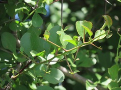 Gymnosporia maranguensis