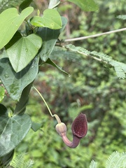 Aristolochia baetica