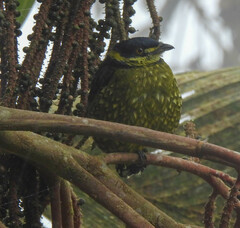 Ampelioides tschudii