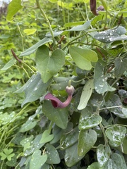 Aristolochia baetica