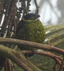 Ampelioides tschudii