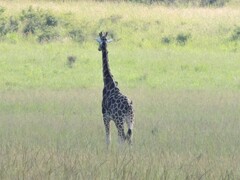 Giraffa camelopardalis rothschildi