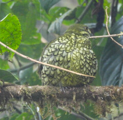 Ampelioides tschudii