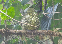 Ampelioides tschudii