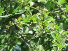 Gymnosporia maranguensis