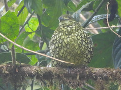 Ampelioides tschudii