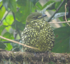 Ampelioides tschudii