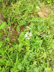 Diplotaxis erucoides