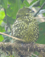 Ampelioides tschudii