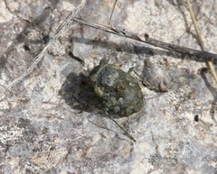 Gelastocoris