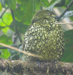 Ampelioides tschudii