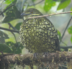 Ampelioides tschudii