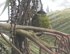 Ampelioides tschudii