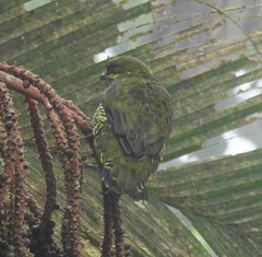 Ampelioides tschudii