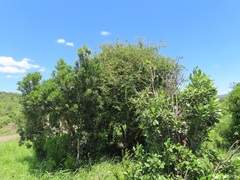 Gymnosporia maranguensis