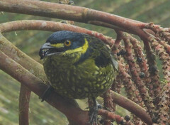 Ampelioides tschudii