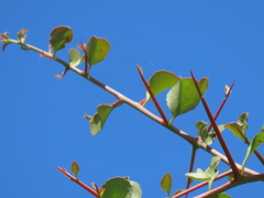 Gymnosporia maranguensis