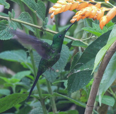 Heliodoxa imperatrix