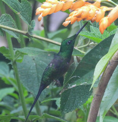 Heliodoxa imperatrix