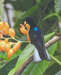 Boissonneaua jardini