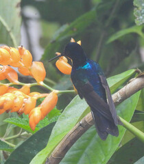 Boissonneaua jardini