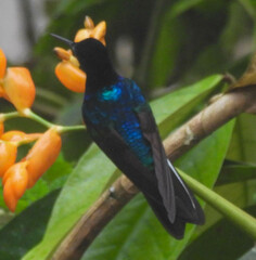 Boissonneaua jardini