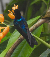 Boissonneaua jardini