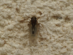 Laodelphax striatella