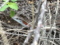 Gerrhosaurus flavigularis