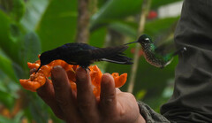 Chlorochrysa phoenicotis